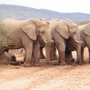 schlafender Elefant wird von Familienmitgliedern bewacht
