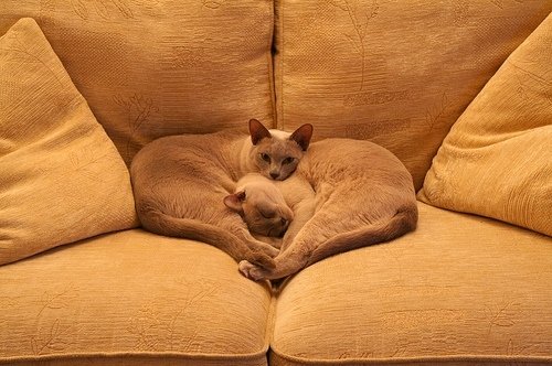 Katzen auf dem Sofa.jpg
