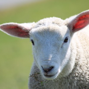 Husum, ein Schaf