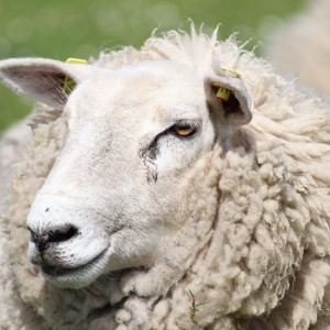 Das weibliche Schaf