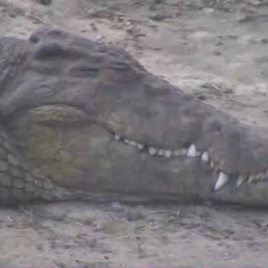 Krokodil - Botswana