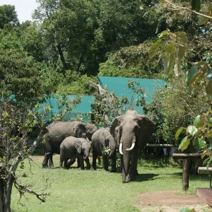 Elefantenbesuch im Safaricamp
