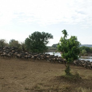 Gnuherde sammelt sich am Fluss Mara