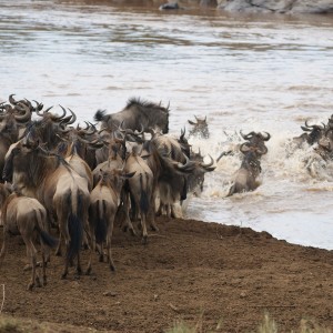 Gnuherde überquert den Mara