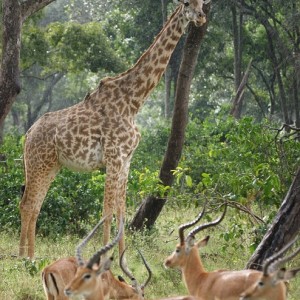 Giraffe mit Thomsongazellen
