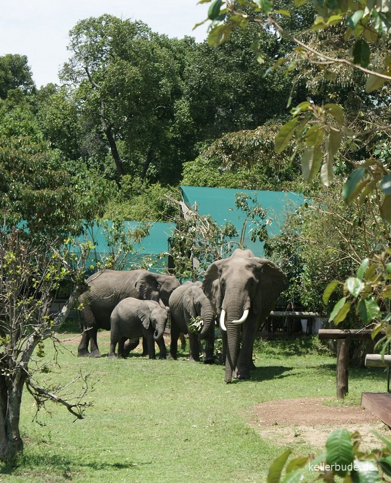 Elefantenbesuch im Safaricamp
