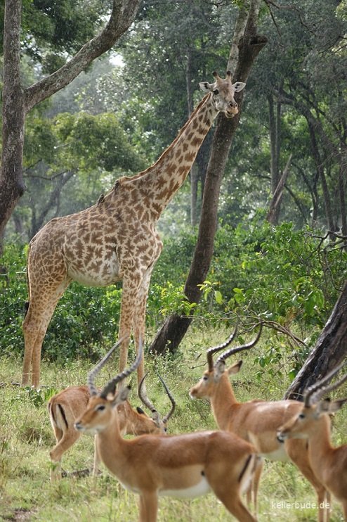 Giraffe mit Thomsongazellen