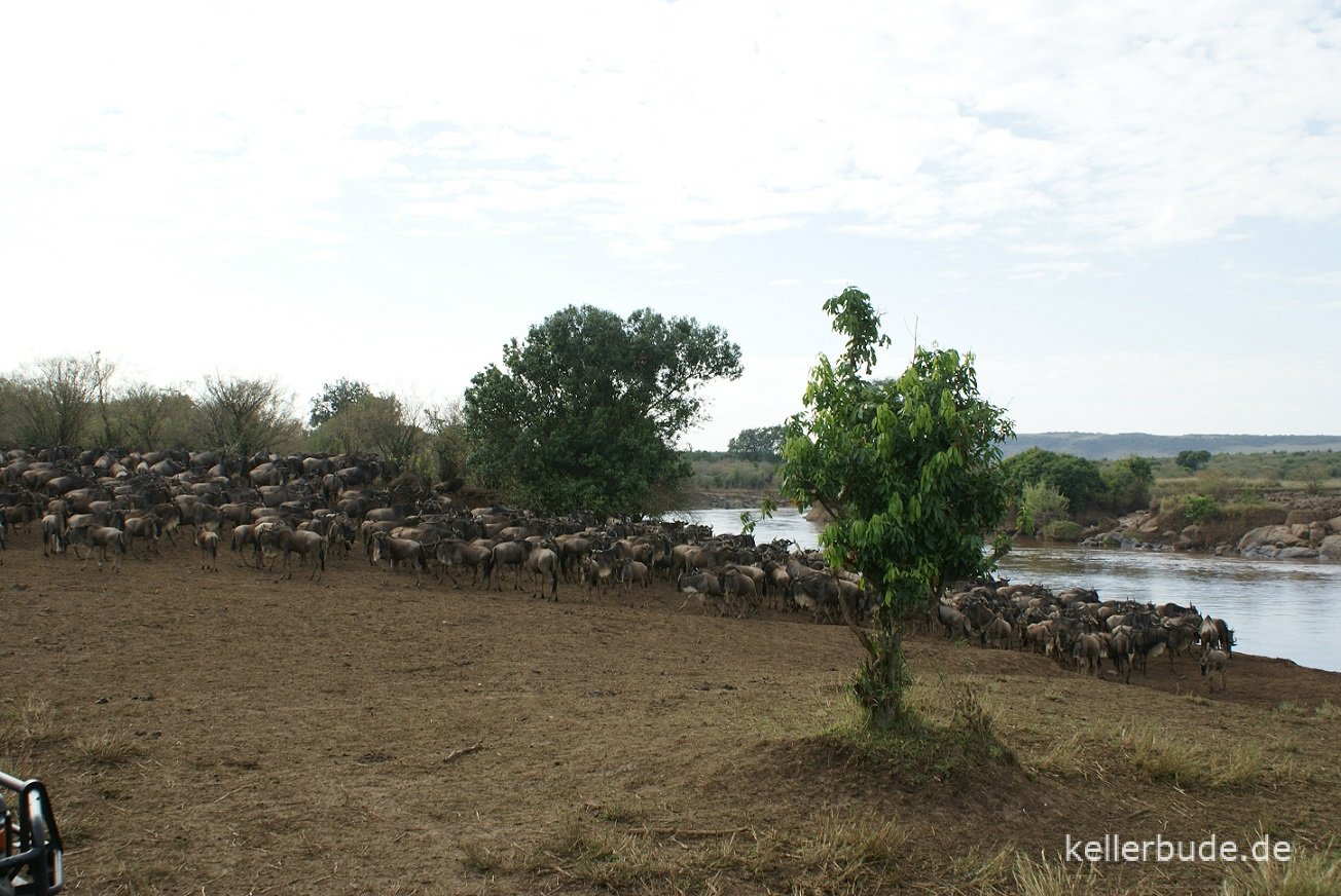 Gnuherde sammelt sich am Fluss Mara