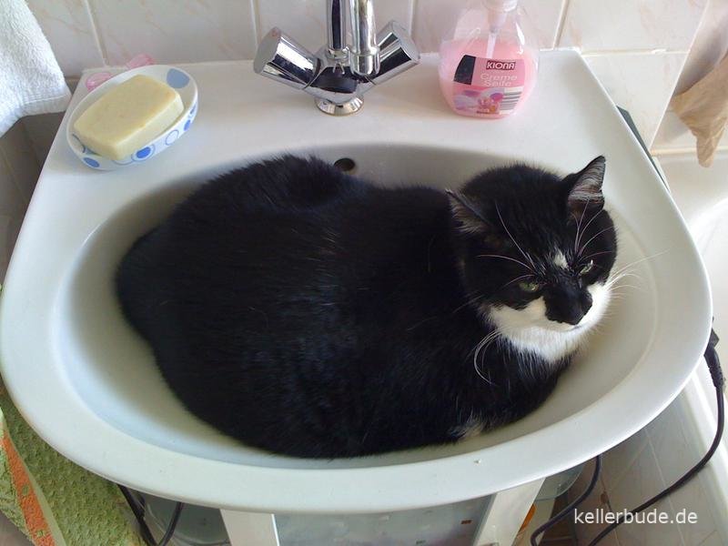 Katze im Waschbecken