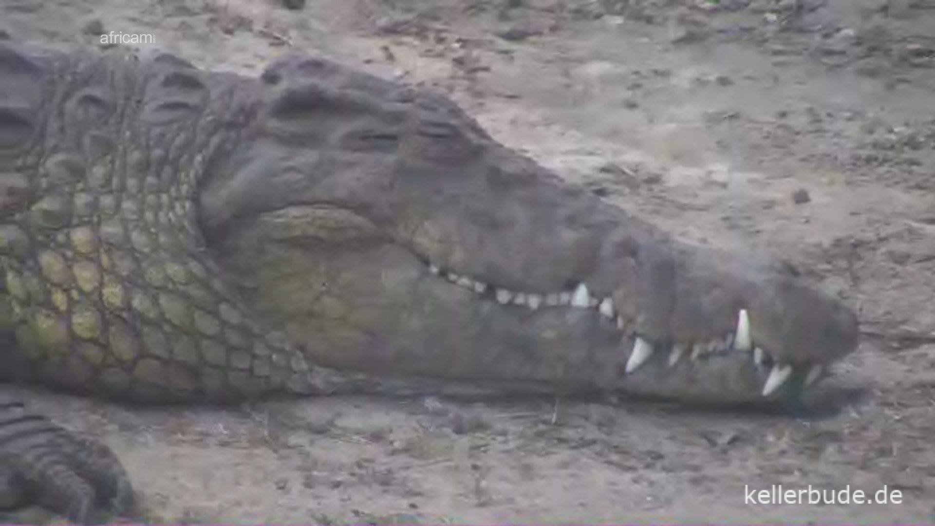 Krokodil - Botswana